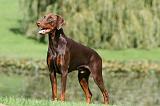 DOBERMANN 396